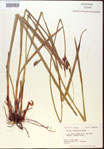 Scleria