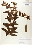 000027524-thumbnail.jpg