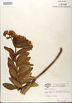 000027525-thumbnail.jpg