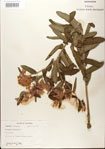 000027526-thumbnail.jpg
