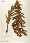 000027528-thumbnail.jpg