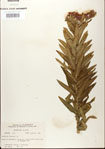 000027532-thumbnail.jpg