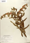 000027558-thumbnail.jpg