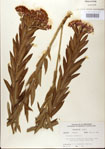000027562-thumbnail.jpg