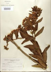 000027568-thumbnail.jpg