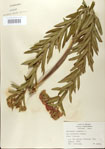000027572-thumbnail.jpg
