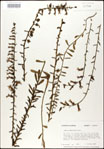 000027950-thumbnail.jpg