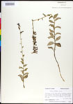 000027970-thumbnail.jpg