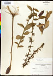 000027979-thumbnail.jpg