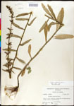 000027986-thumbnail.jpg