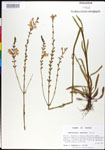 Physostegia