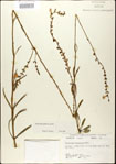 Physostegia