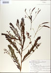 000029705-thumbnail.jpg