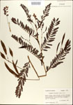 000029708-thumbnail.jpg
