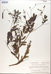 000029711-thumbnail.jpg