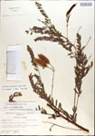 000029716-thumbnail.jpg