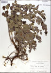 Lespedeza