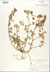 Medicago