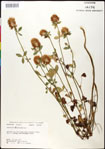 Trifolium
