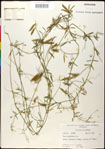 000030917-thumbnail.jpg