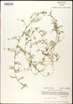 000030962-thumbnail.jpg