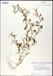 000030966-thumbnail.jpg