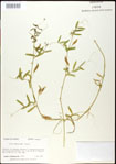 000030972-thumbnail.jpg