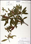 000031324-thumbnail.jpg