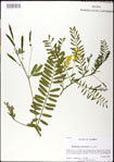 000031334-thumbnail.jpg