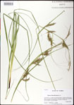 000031337-thumbnail.jpg