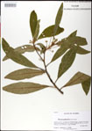 000031338-thumbnail.jpg