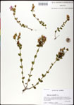 000031341-thumbnail.jpg