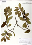 000031344-thumbnail.jpg