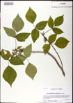 000031351-thumbnail.jpg