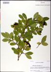 000031353-thumbnail.jpg