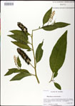 000031354-thumbnail.jpg