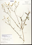 Erigeron