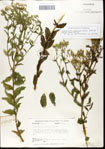 Eupatorium
