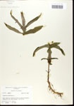 000033480-thumbnail.jpg