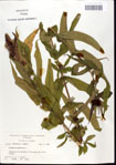 000033540-thumbnail.jpg