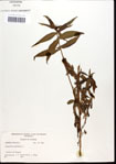 000034782-thumbnail.jpg