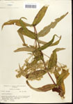 000034788-thumbnail.jpg