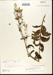 000034846-thumbnail.jpg