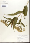 000034857-thumbnail.jpg