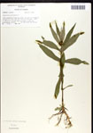 000034948-thumbnail.jpg