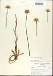 Helenium