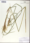 000036245-thumbnail.jpg