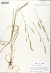 Bromus