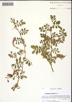 000037412-thumbnail.jpg