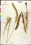 Liatris